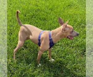 Ace -MR personality - Male American Pit Bull Terrier-Unknown Mix Dog for Adoption - Photo #10