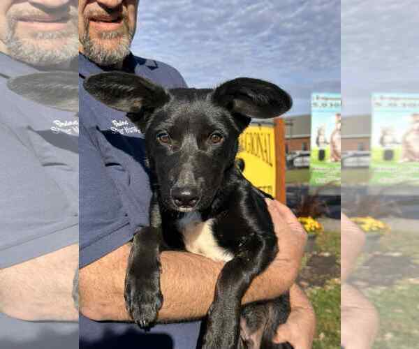 Medium Photo #3 Mutt Puppy For Sale in Bridgewater, NJ, USA