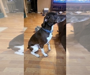 Father of the German Shorthaired Pointer puppies born on 09/02/2025