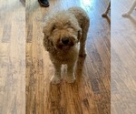 Small Photo #1 Goldendoodle (Miniature) Puppy For Sale in BROKEN ARROW, OK, USA