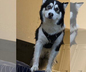 Champ - Male Alaskan Klee Kai-Siberian Husky Mix Dog for Adoption - Photo #3