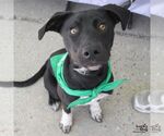 Small Beagle-Pointer Mix