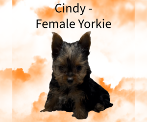 Yorkshire Terrier Puppy for sale in AZLE, TX, USA