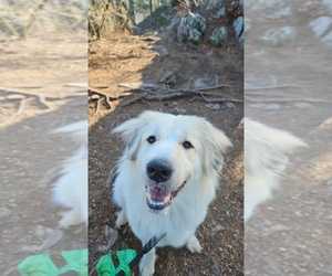 Mother of the German Shorthaired Pointer-Great Pyrenees Mix puppies born on 04/19/2025