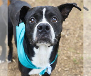 Labrador Retriever-Unknown Mix Dogs for adoption in San Antonio, TX, USA