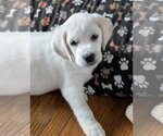 Small #3 Beagle-Great Pyrenees Mix