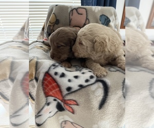 Goldendoodle Puppy for sale in GROTON, NY, USA