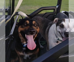 Orville - Male German Shepherd Dog-Unknown Mix Dog for Adoption - Photo #2