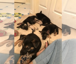 German Shepherd Dog Puppy for sale in TOMBALL, TX, USA