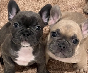 French Bulldog Puppy for sale in NASHVILLE, TN, USA