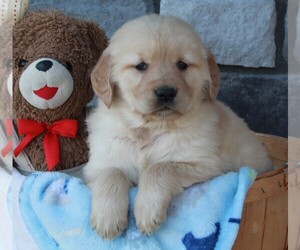 Golden Retriever Puppy for sale in FREDERICKSBURG, OH, USA