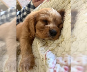 Cavalier King Charles Spaniel Puppy for sale in SAINTE GENEVIEVE, MO, USA