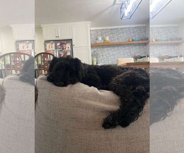 Medium Photo #2 Poodle (Standard)-Unknown Mix Puppy For Sale in New London, WI, USA