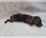 Puppy Puppy 1 Chiranian-Chiweenie Mix