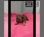 Zara - Female Poodle (Toy)-Zuchon Mix Puppy for Sale - Photo #3