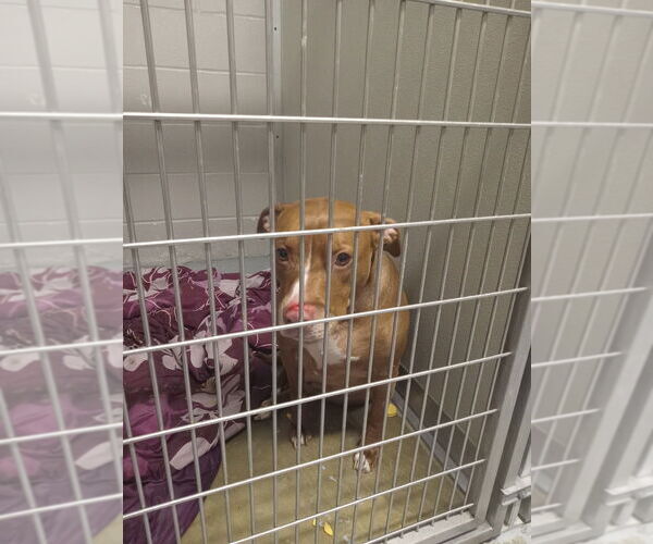 Medium Photo #2 American Staffordshire Terrier-Unknown Mix Puppy For Sale in Pierceton , IN, USA