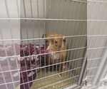 Small #1 American Staffordshire Terrier Mix