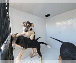 German Shepherd Dog-Unknown Mix Dogs for adoption in Houston, TX, USA