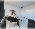 Small German Shepherd Dog Mix
