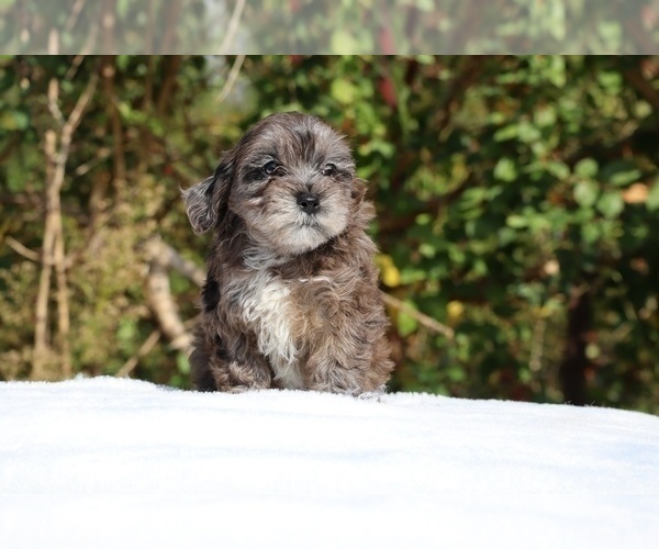 Medium Photo #13 ShihPoo Puppy For Sale in DYERSBURG, TN, USA