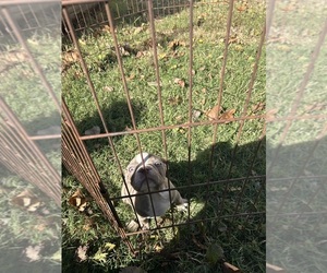 Medium Boston Terrier