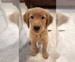 Puppy Green Golden Retriever