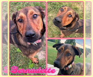 Rottweiler-Unknown Mix Dogs for adoption in Pierceton , IN, USA