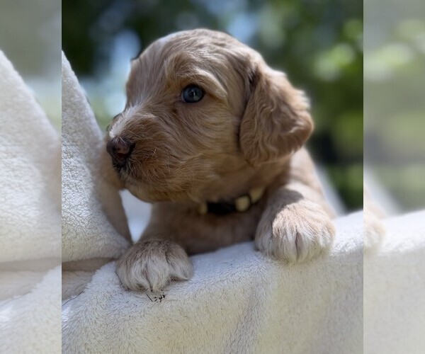 Medium Photo #97 Goldendoodle Puppy For Sale in PIERSON, FL, USA