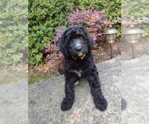 Bernedoodle Puppy for sale in AND, SC, USA