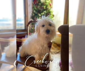 Havachon Puppy for sale in NIANGUA, MO, USA