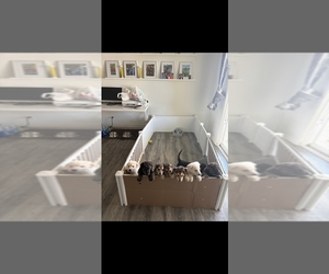 German Shepherd Dog Puppy for sale in CROWN POINT, IN, USA