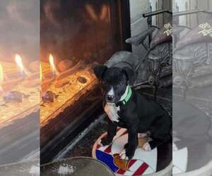 American Pit Bull Terrier-Unknown Mix Dogs for adoption in Waterloo, IA, USA