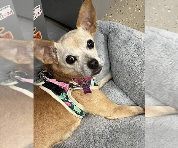 Medium Photo #10 Chihuahua Puppy For Sale in Mundelein, IL, USA