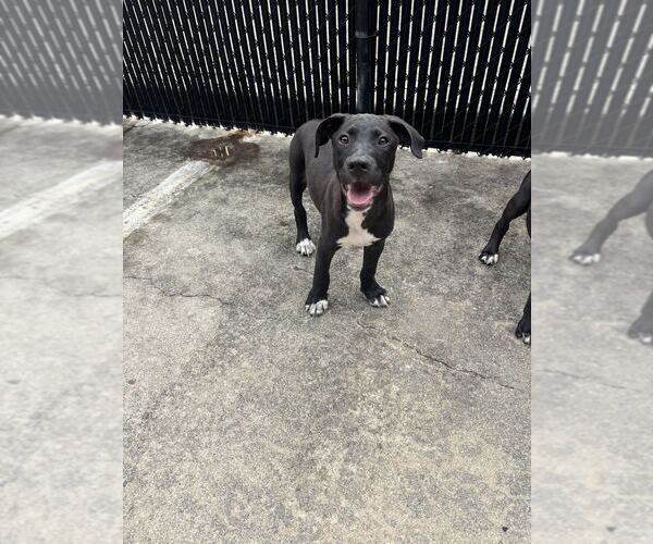 Medium Photo #3 Labrador Retriever-Unknown Mix Puppy For Sale in Elmsford, NY, USA