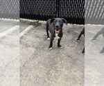 Small #2 Labrador Retriever Mix