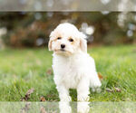 Small Photo #5 Poodle (Toy) Puppy For Sale in WARSAW, IN, USA