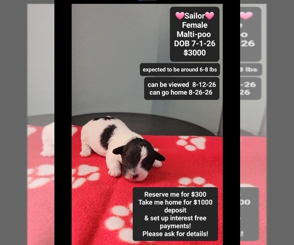 Medium Photo #1 Maltipoo (Toy) Puppy For Sale in TUCSON, AZ, USA