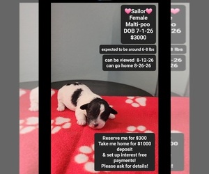 Maltipoo (Toy) Puppy for sale in TUCSON, AZ, USA