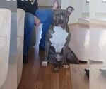 Small #1 American Pit Bull Terrier