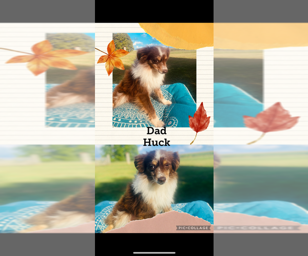 Medium Photo #1 Miniature Australian Shepherd Puppy For Sale in BLMGTN, IN, USA