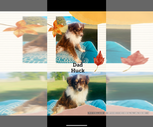 Father of the Miniature Australian Shepherd puppies born on 05/30/2025