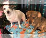 Small #1 Chiweenie