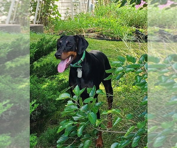 Medium Photo #1 Doberman Pinscher Puppy For Sale in Minneaoplis, MN, USA