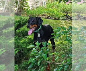 Doberman Pinscher Dogs for adoption in Minneaoplis, MN, USA