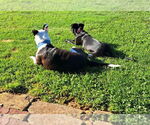 Small #5 Labrador Retriever Mix