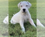 Puppy 2 Dogo Argentino