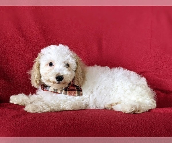 Medium Photo #2 Bichpoo Puppy For Sale in NOTTINGHAM, PA, USA