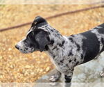 Small #1 Catahoula Leopard Dog Mix