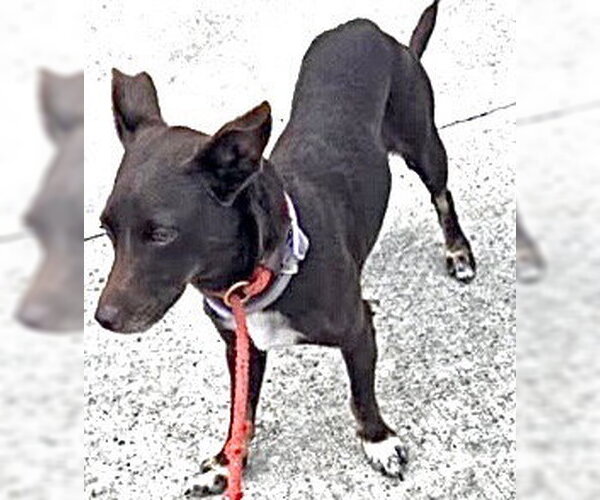 Medium Photo #1 Chiweenie Puppy For Sale in Houston, TX, USA