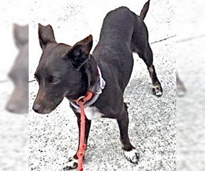 Chiweenie Dogs for adoption in Houston, TX, USA